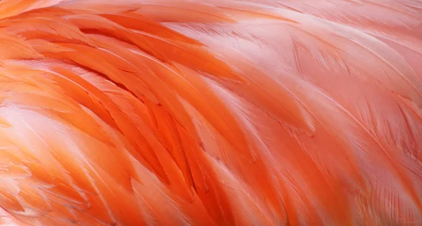 Vista de perto das penas de um Flamingo Maior (Phoenicopterus roseus ) — Fotografia de Stock