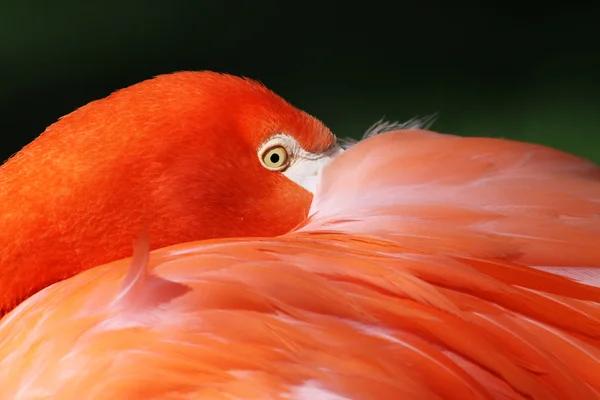Vista de perto de um Flamingo Maior (Phoenicopterus roseus ) — Fotografia de Stock