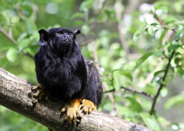Kızıl-Elli pembe maymun (Saguinus midas) 02 — Stok fotoğraf