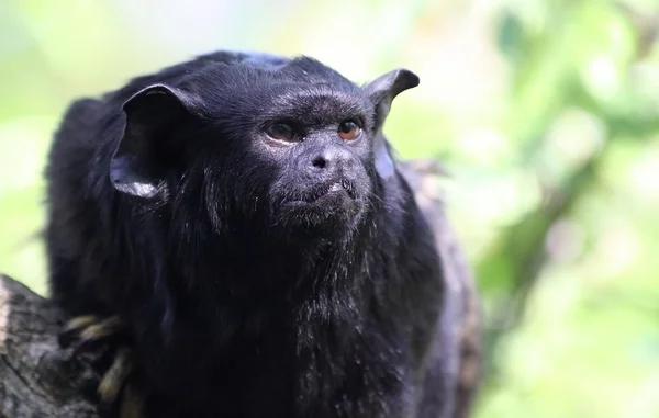 Kızıl-Elli pembe maymun (Saguinus midas) — Stok fotoğraf