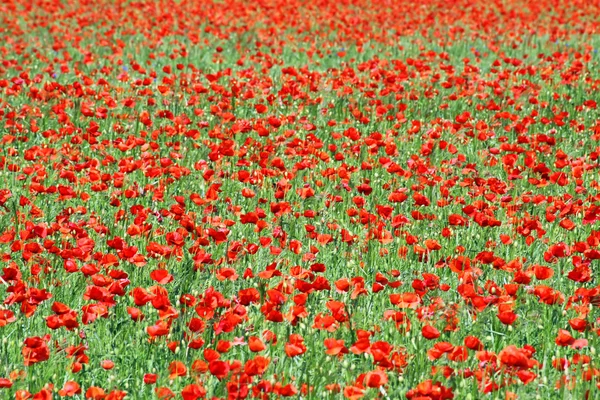 stock image Poppies field