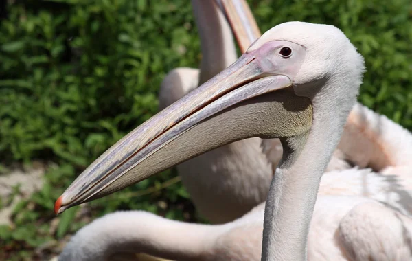 Portret grote witte pelikaan (Pelecanus onocrotalus) — Stockfoto