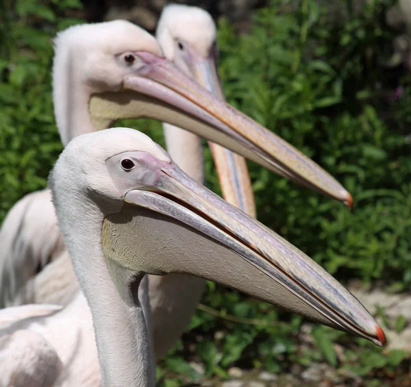 Grande pelicano branco (Pelecanus onocrotalus) — Fotografia de Stock