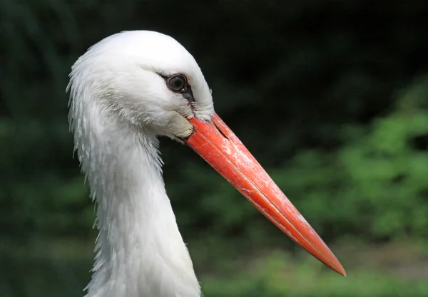 Hvid stork (Ciconia ciconia) - Stock-foto