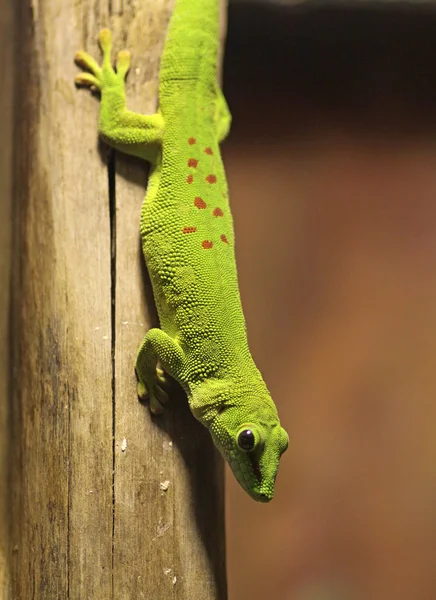 Dagen Gecko (Phelsuma ödla) — Stockfoto