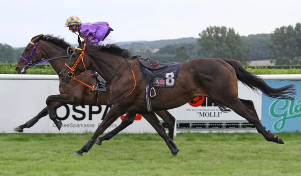 Jockeyless paard tijdens een race — Stockfoto