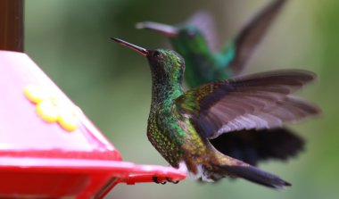 Copper-rumped Hummingbirds (Amazilia tobaci) clipart
