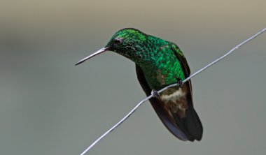 Copper-rumped Hummingbird (Amazilia tobaci) clipart