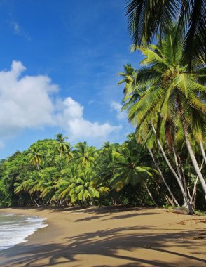 Beach of the Englishman Bay (Tobago) 3 clipart