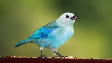 Blue-grey Tanager (Thraupis episcopus) clipart