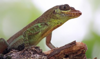 Grenada ağaç Anole (Anolis richardii) 02