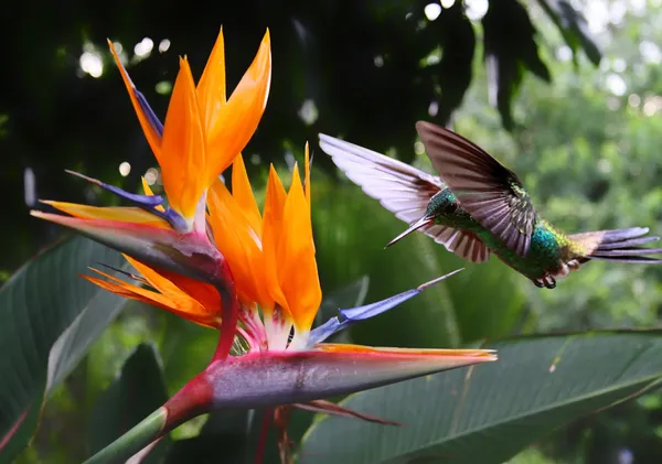 Flying Hummingbird at a Strelitzia flower — Stock Photo, Image