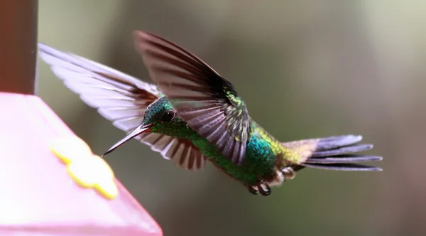 Hummingbird latania miedzi pstra (Amazilia tobaci) — Zdjęcie stockowe
