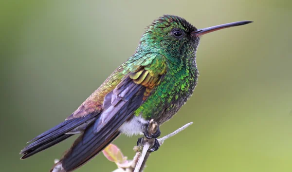 Měď zpěvavý Hummingbird (Amazilia tobaci) — Stock fotografie