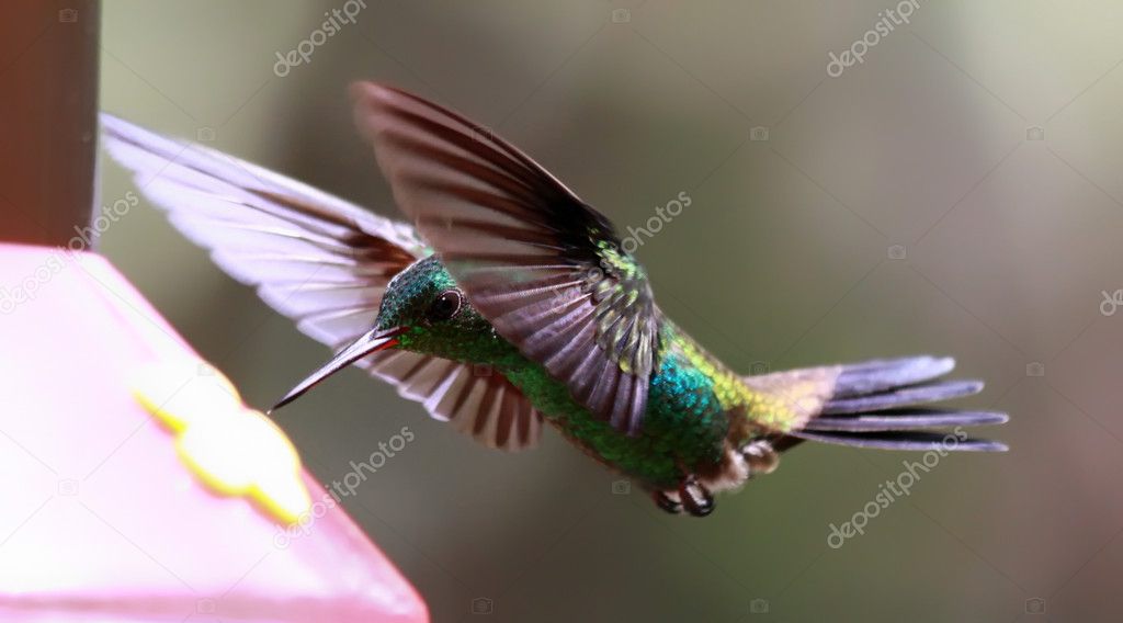 Flying Copper-rumped Hummingbird (Amazilia tobaci)