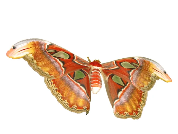 stock image Giant Atlas moth (Attacus atlas)