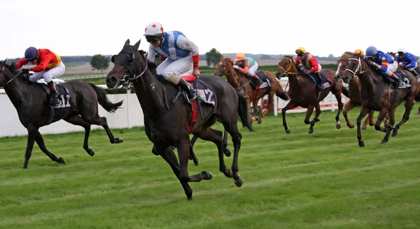 Horse Race 01 — Stock Photo, Image