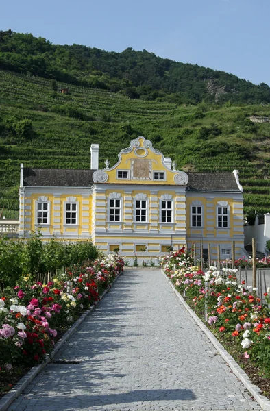 Vineyard near Dürnstein (Wachau, Lower Austria) — Zdjęcie stockowe