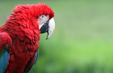 Red-and-green Macaw with copy space clipart