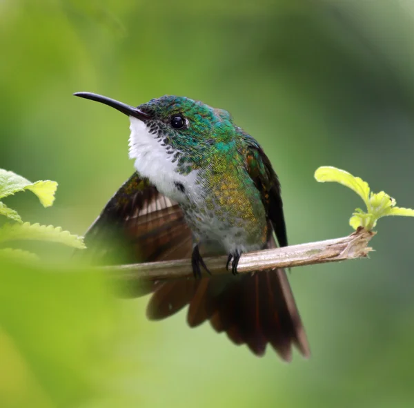 Kolibri-Smaragd (amazilia brevirostris)) — Stockfoto