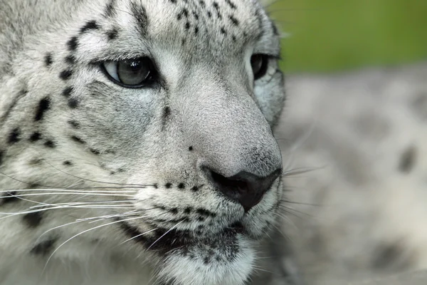 Genç kar leoparı (Panthera uncia) — Stok fotoğraf