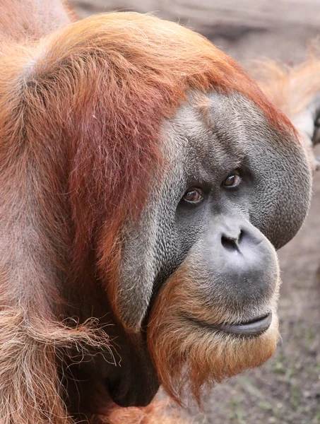 Eski erkek orangutan 02 — Stok fotoğraf