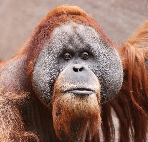 Starý samec orangutana 03 — Stock fotografie