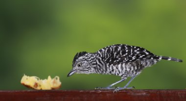 Male Barred Antshrike (Thamnophilus doliatus) while feeding clipart