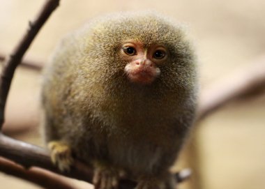 Pigme Marmoset (Callithrix pygmaea)