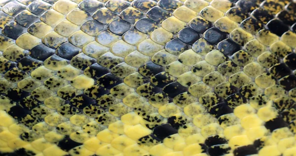 Kůže velkého hada jako pozadí — Stock fotografie