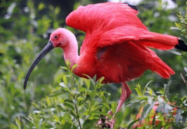 Portrait view of a Scarlet Ibis (Eudocimus ruber) clipart