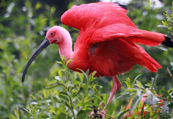 Portrait view of a Scarlet Ibis (Eudocimus ruber) — Stock Photo, Image