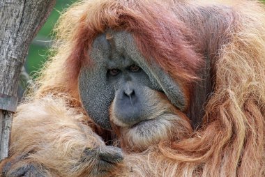 eski bir erkek orangutanın 02 görünümünü kapat