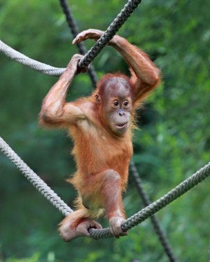 genç erkek orangutan