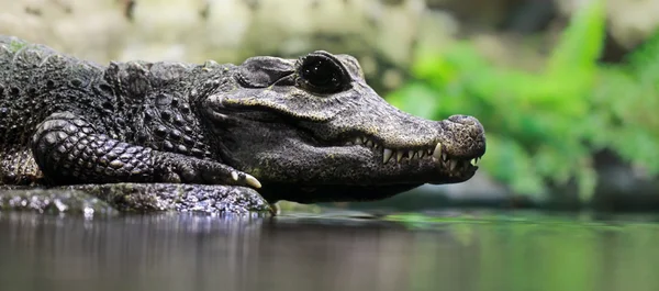 Крупный план карликового крокодила — стоковое фото
