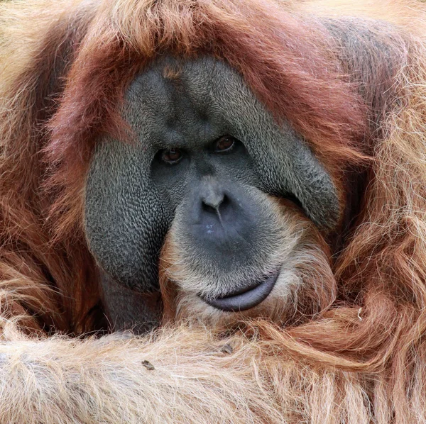 Vista da vicino di un vecchio maschio Orangutan — Foto Stock