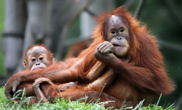 红毛猩猩-母亲和儿童 — 图库照片