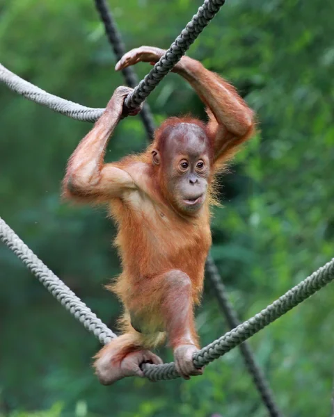 Mladý samec orangutana — Stock fotografie