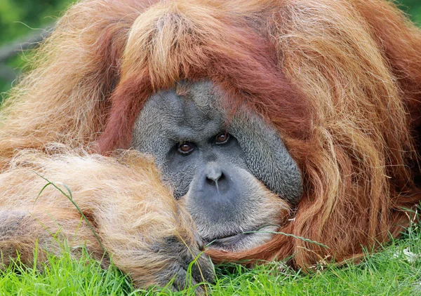 Vista de perto de um velho macho Orangutan 03 — Fotografia de Stock