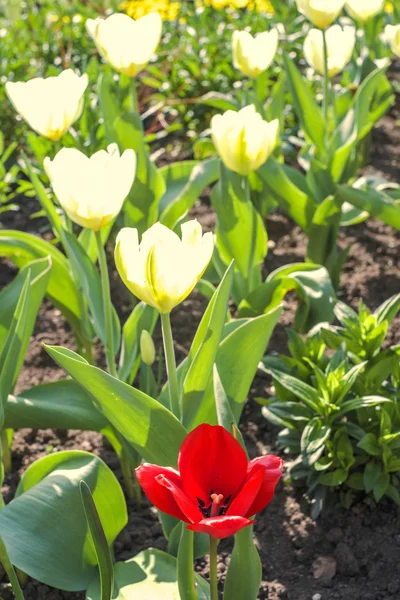 Stock image Flowers