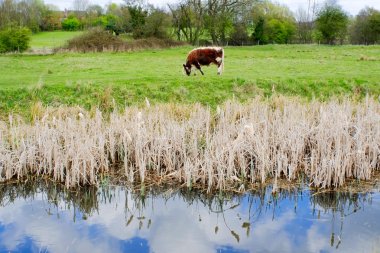 Wetland clipart