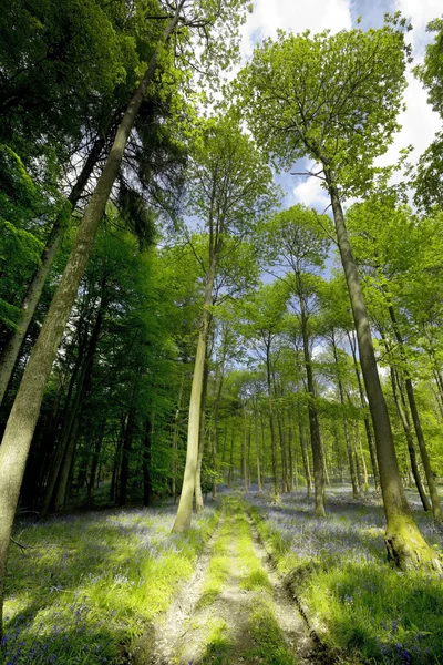 Floresta de Dean — Fotografia de Stock