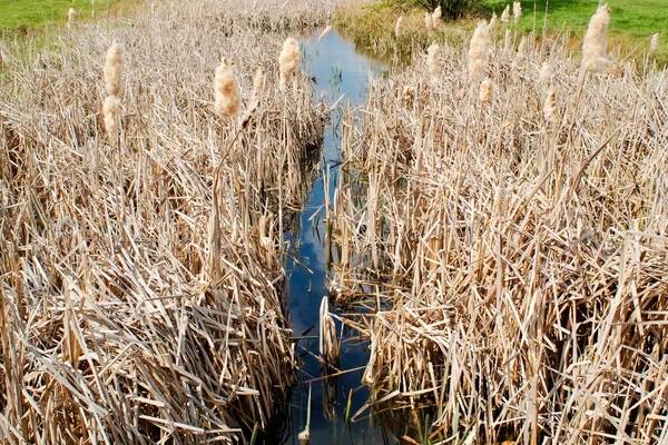 Водно-болотних угідь — стокове фото