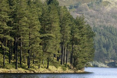 Trees next to a lake clipart