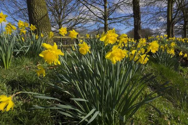 stock image Daffodil
