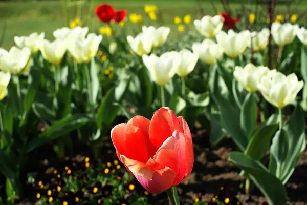 stock image Flowers