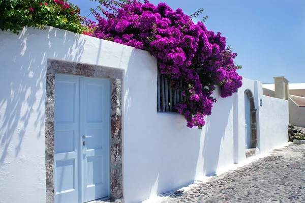 Santorini flores —  Fotos de Stock