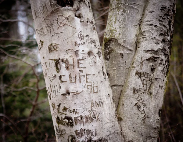Träd minnen av ungdom — Stockfoto