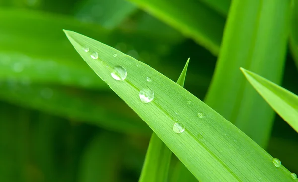 Semplicità gocce di pioggia — Foto Stock