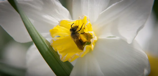 stock image Pollinating Bee In White Flower